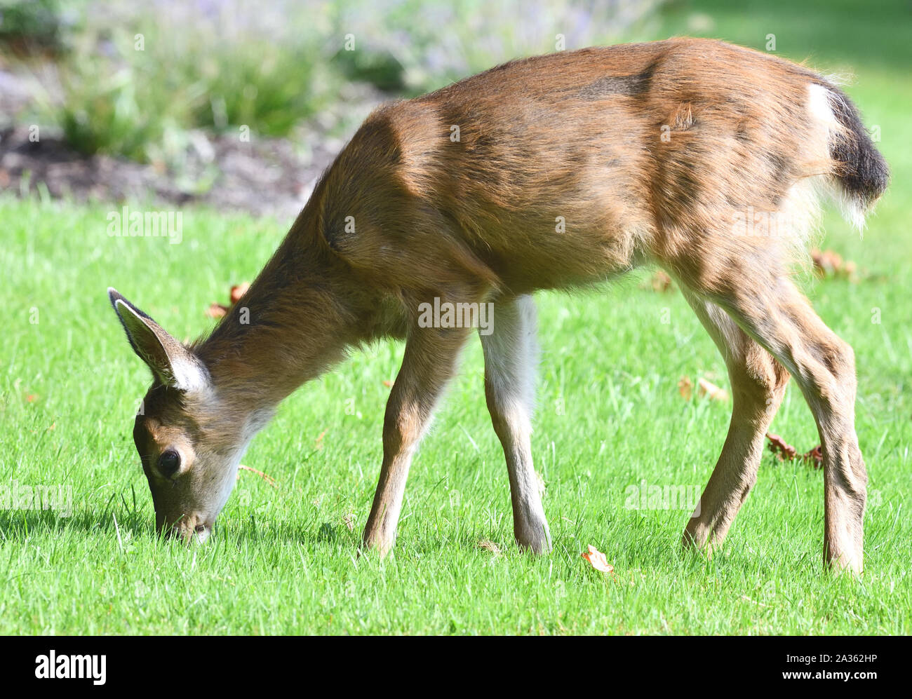 A female white-tailed deer (Odocoileus virginianus) grazing on a hotel lawn. Quadra Island, Vancouver Island, British Columbia, Canada, Stock Photo