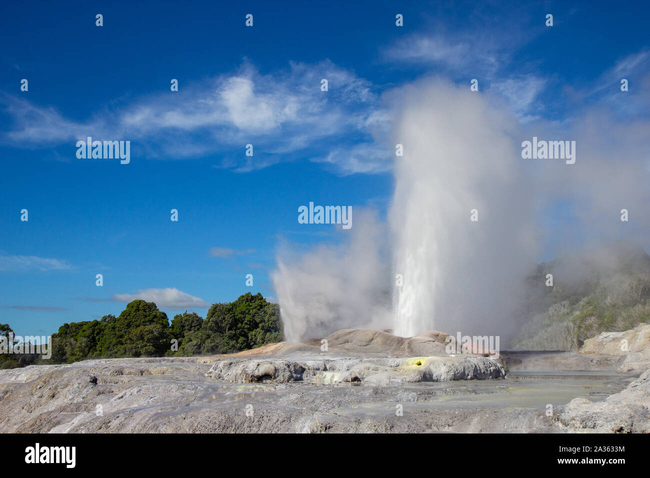 Geysir in Te Puia park in Rotorua, North Island Stock Photo