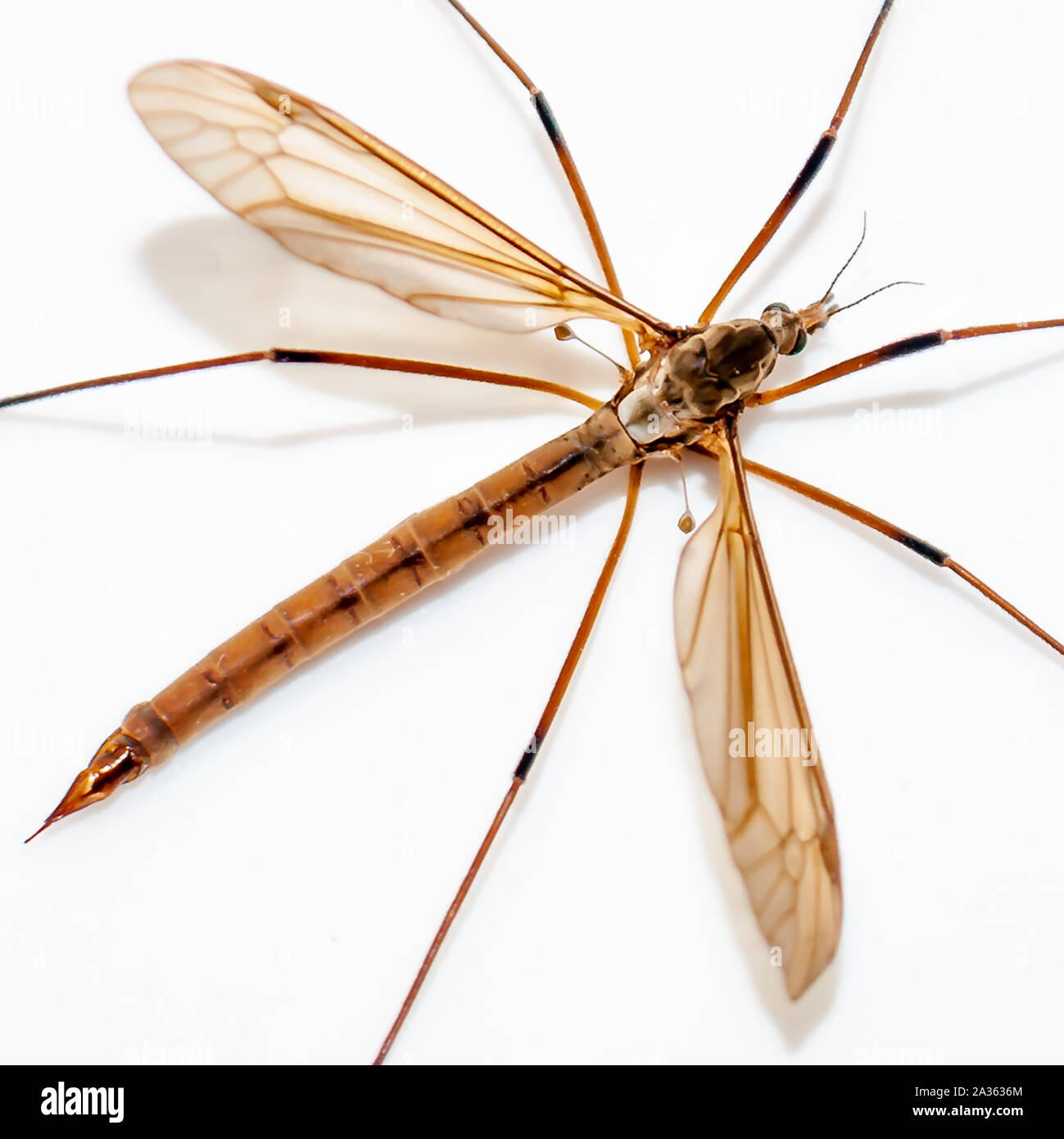 Flying daddy long legs hi-res stock photography and images - Alamy