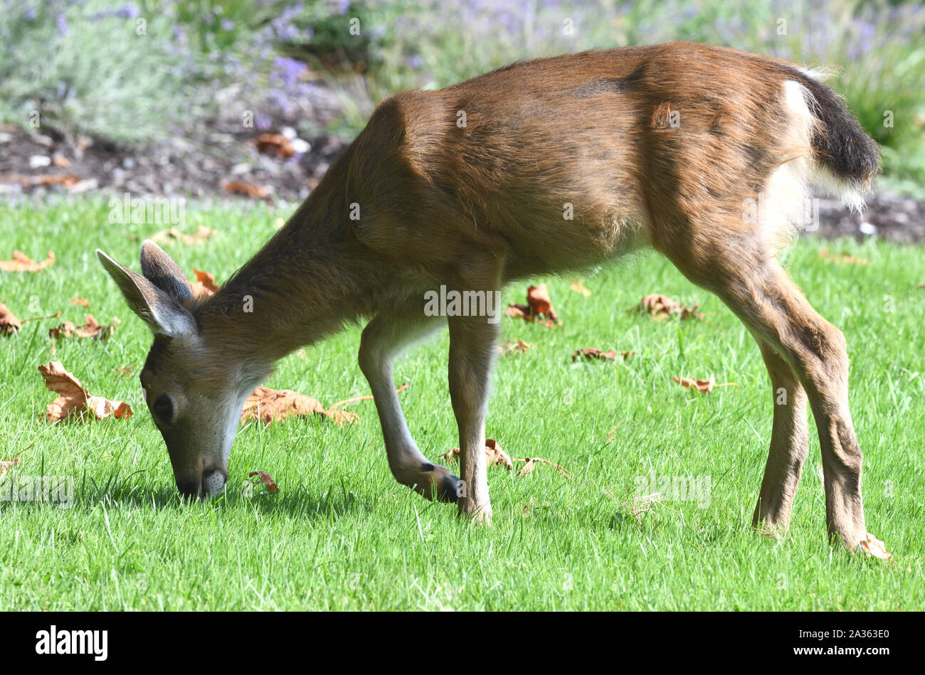 A female white-tailed deer (Odocoileus virginianus) grazing on a hotel lawn. Quadra Island, Vancouver Island, British Columbia, Canada, Stock Photo