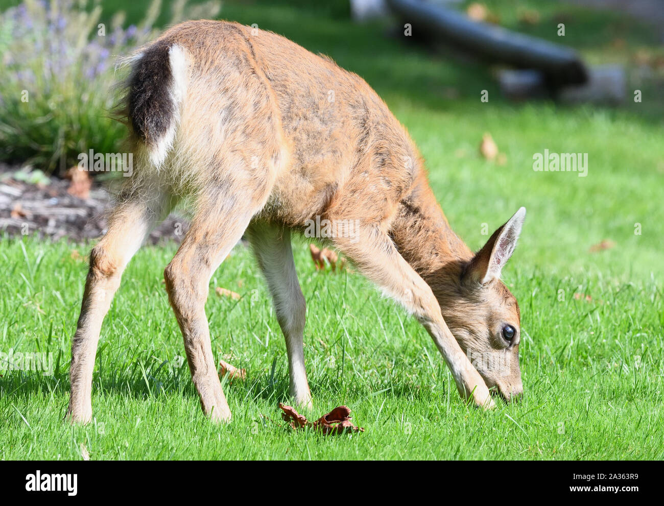 A female white-tailed deer (Odocoileus virginianus) grazing on a hotel lawn. Quadra Island, Vancouver Island, British Columbia, Canada, Stock Photo