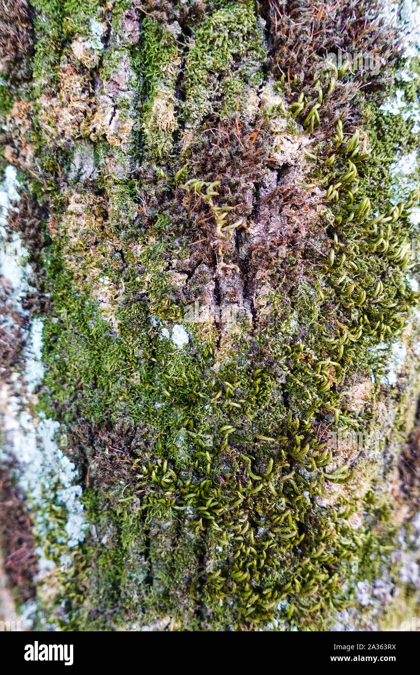 photo of tree, branch, plant, wood, texture, leaf, trunk, pine, soil, lumber, circle, close up