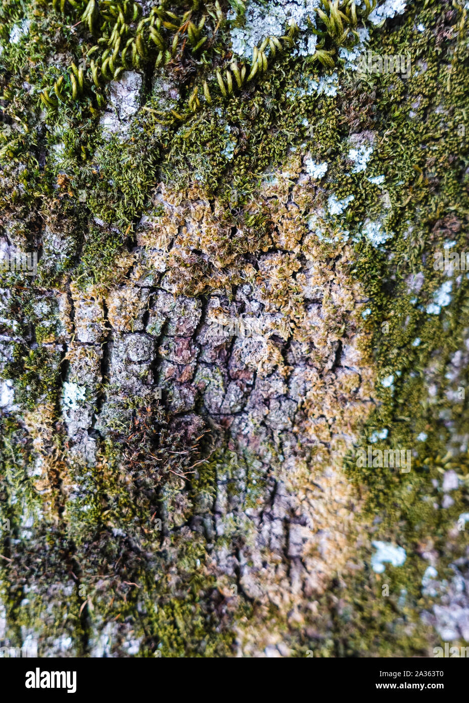 photo of tree, branch, plant, wood, texture, leaf, trunk, pine, soil