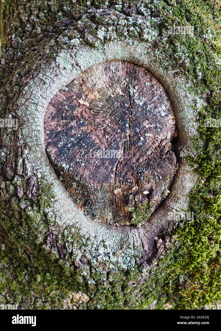photo of tree, branch, plant, wood, texture, leaf, trunk, pine, soil