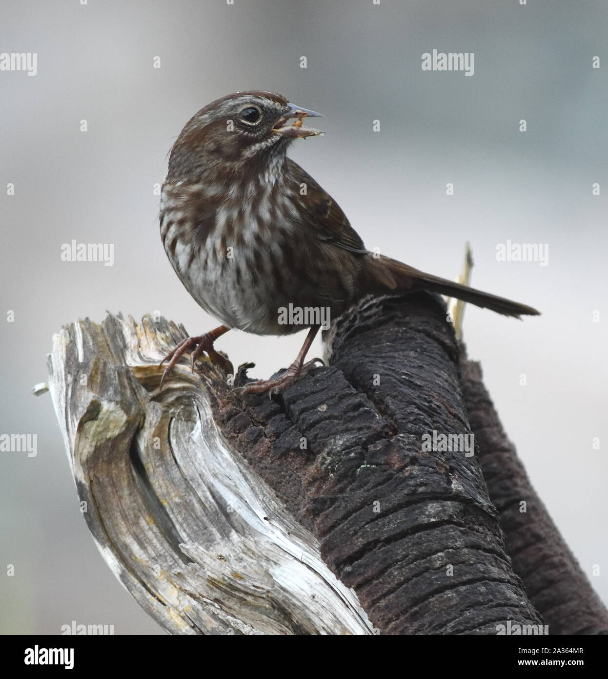 A song sparrow (Melospiza melodia) sings from a broken tree stump. Quadra Island. British Columbia, Canada. Stock Photo