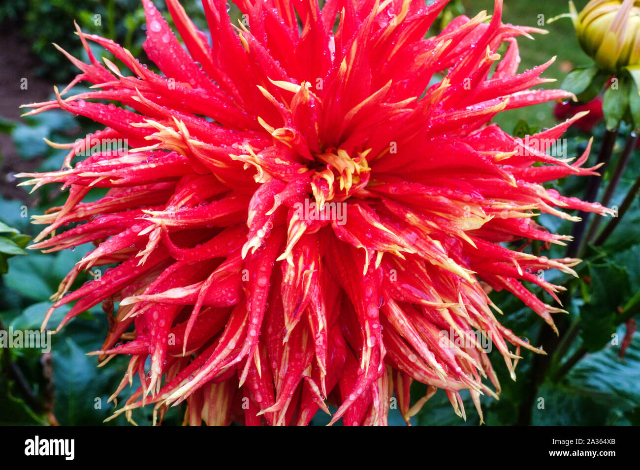 Dahlia 'Show n Tell', Dahlias flower Cactus Stock Photo