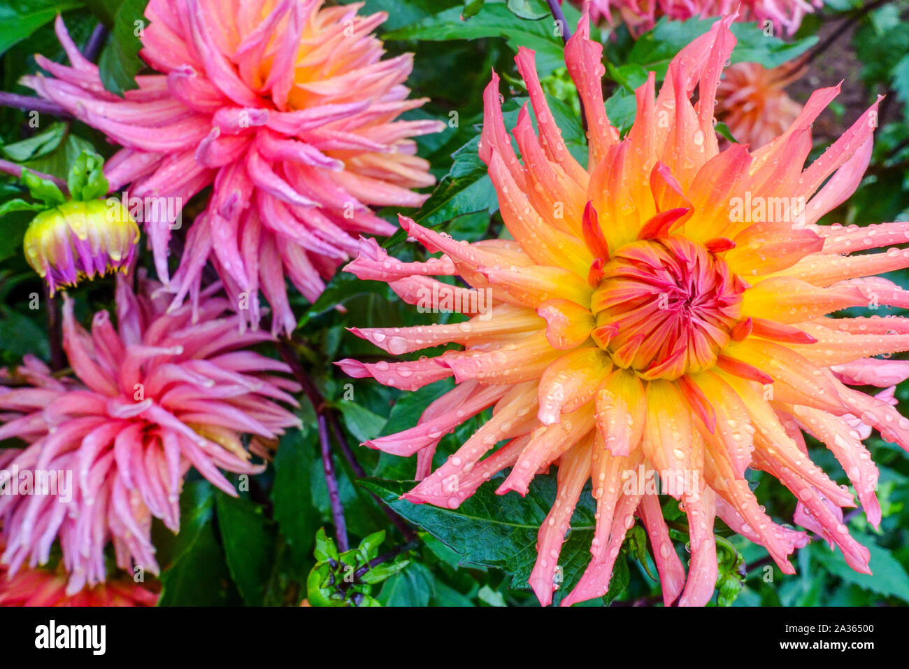 Dahlia "Nutley Sunrise", Dahlias Dahlia cactus flower Stock Photo - Alamy