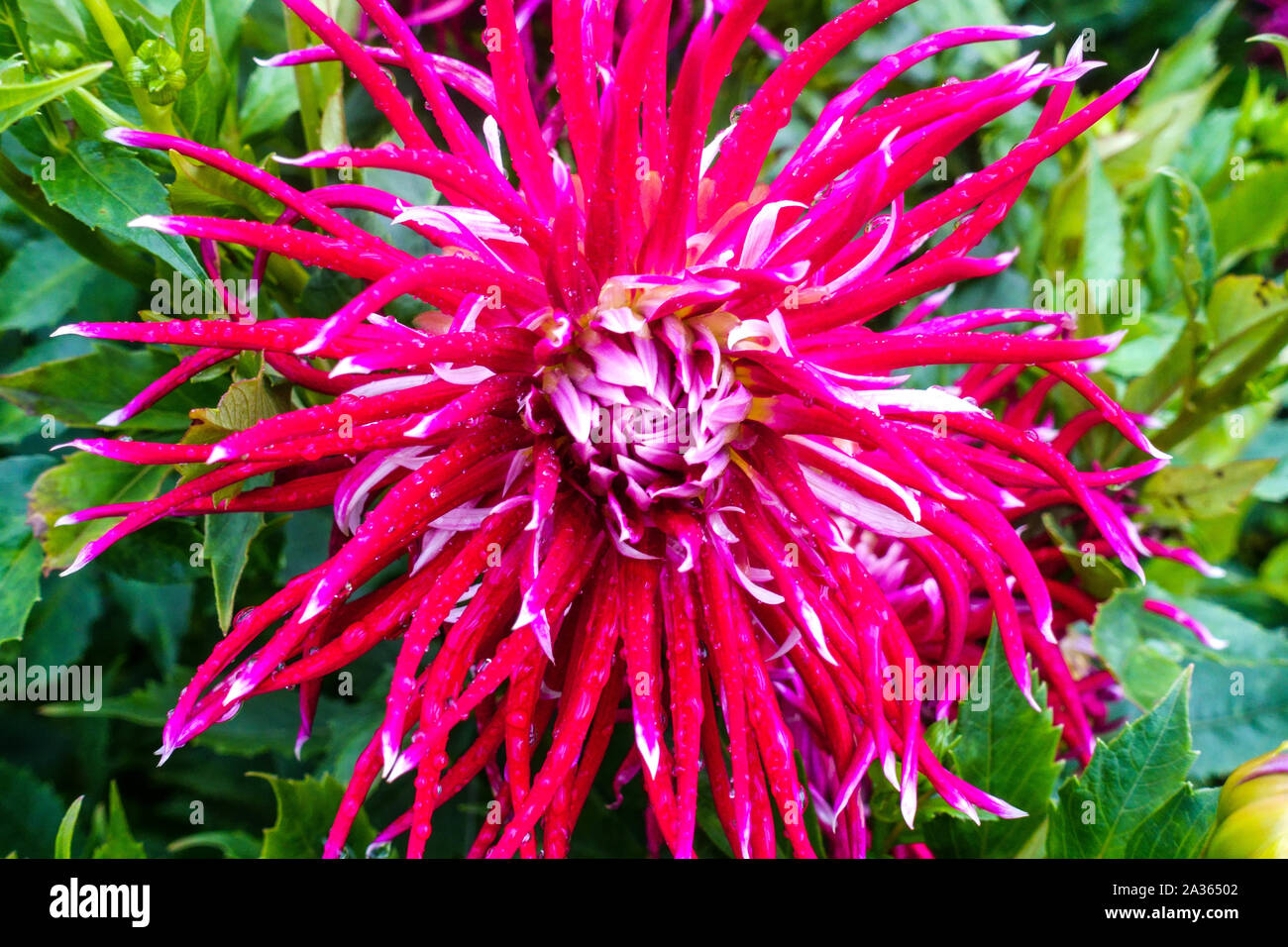 Dahlia cactus flower 'Hollyhill Spiderwoman', Dahlias Stock Photo