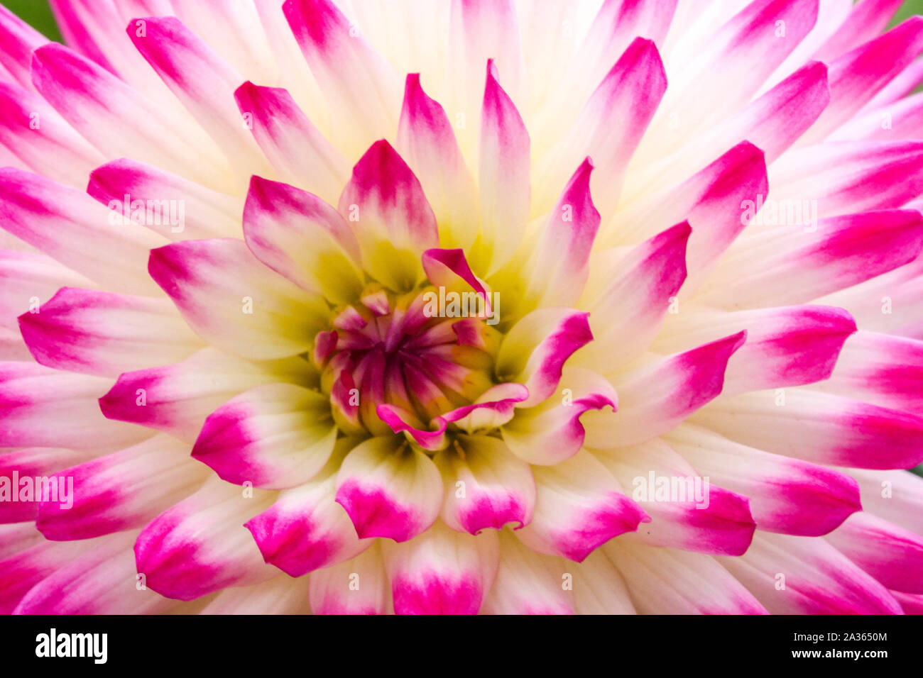 Dahlia flower Dahlia "Haylay Jane", Dahlias Dahlia pastel flower Stock Photo