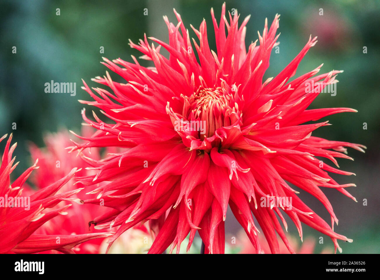 Dahlia 'Show N Tell', Dahlias Dahlia cactus Stock Photo