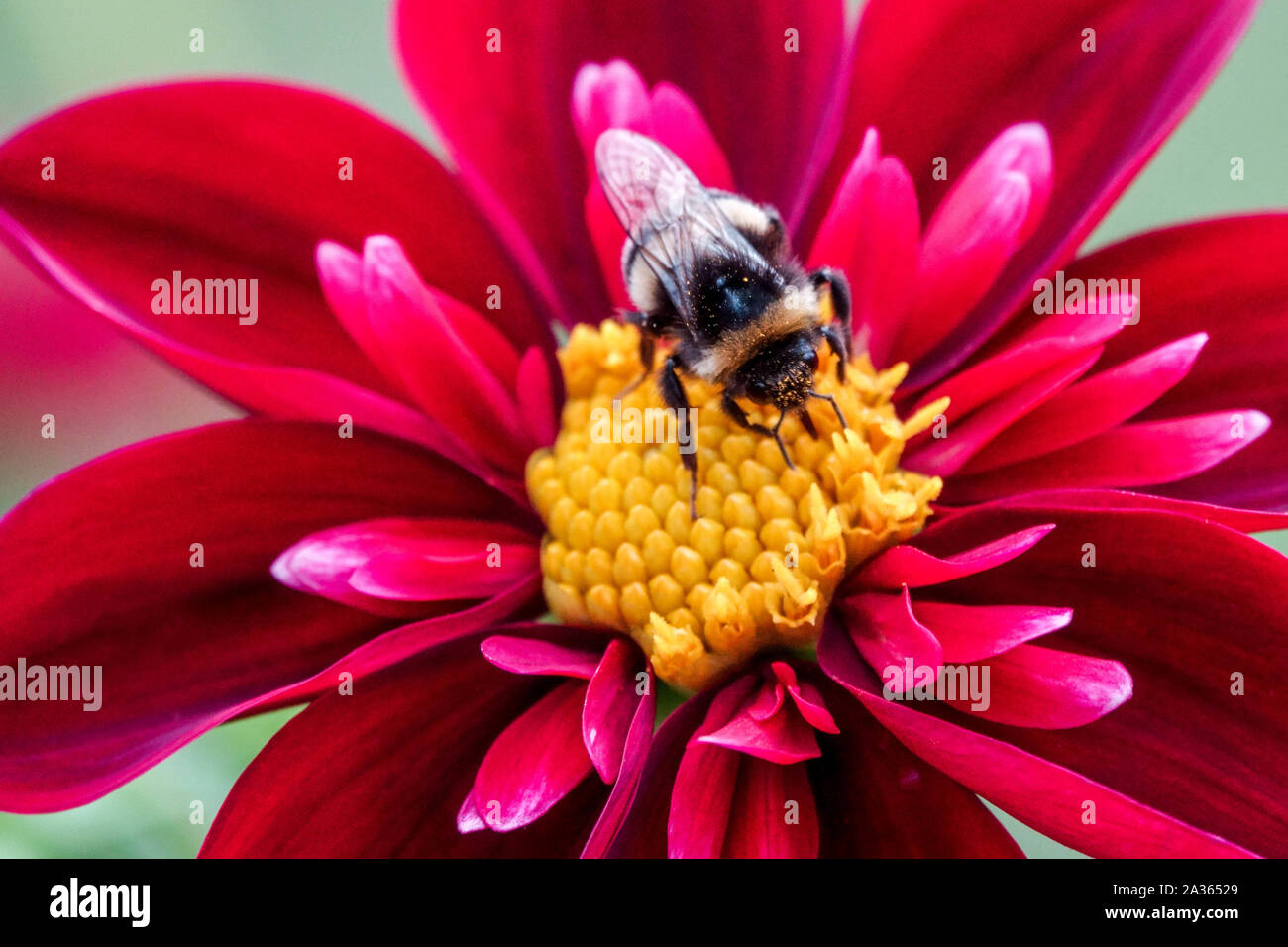 Red Dahlia 'Don Hill', Dahlia bumblebee on a single flower close up, bumblebee collecting nectar, feeding Stock Photo