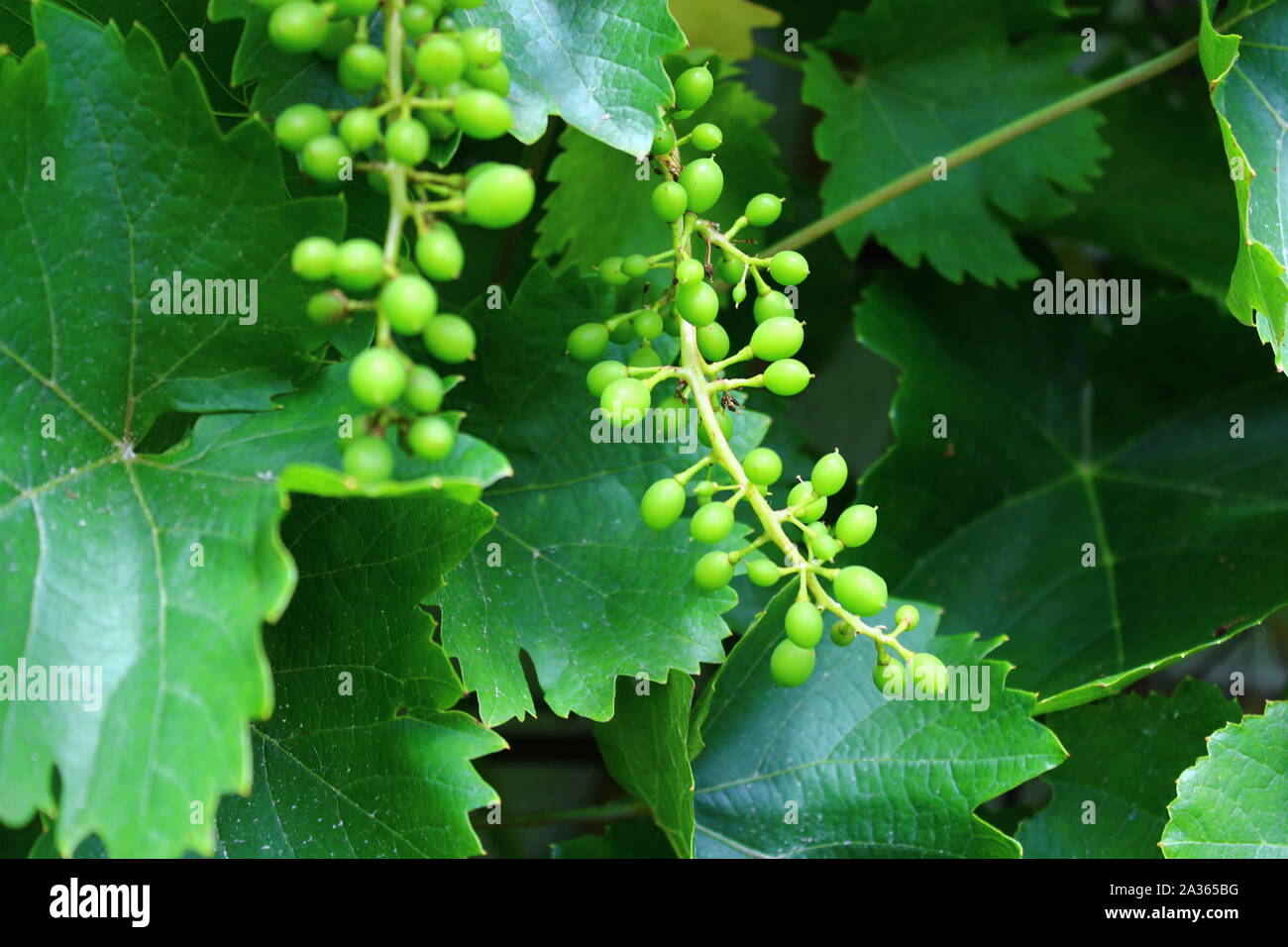 The picture shows unripe grapes in the garden Stock Photo Alamy