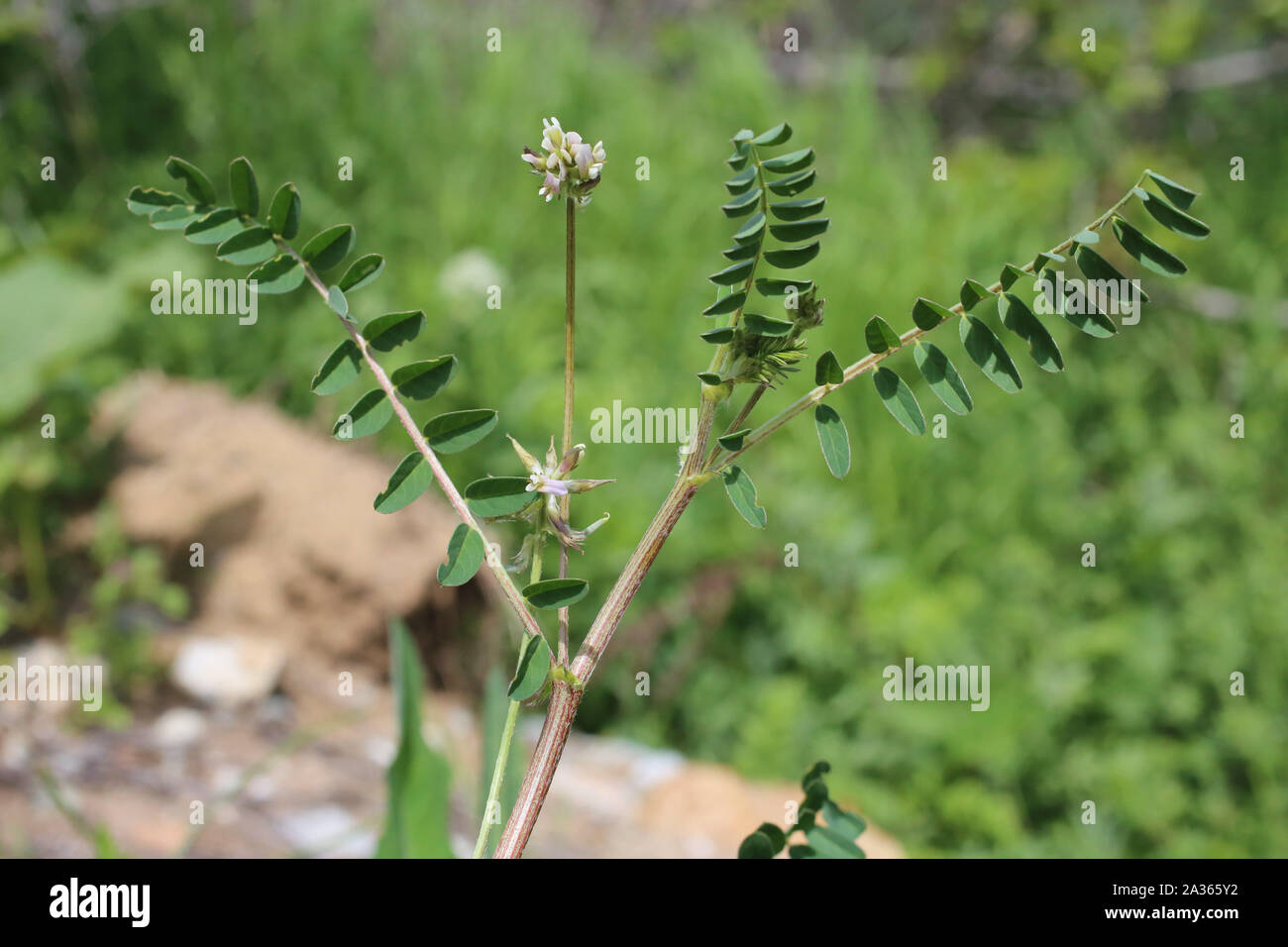 Astragalus hamosus Stock Photo