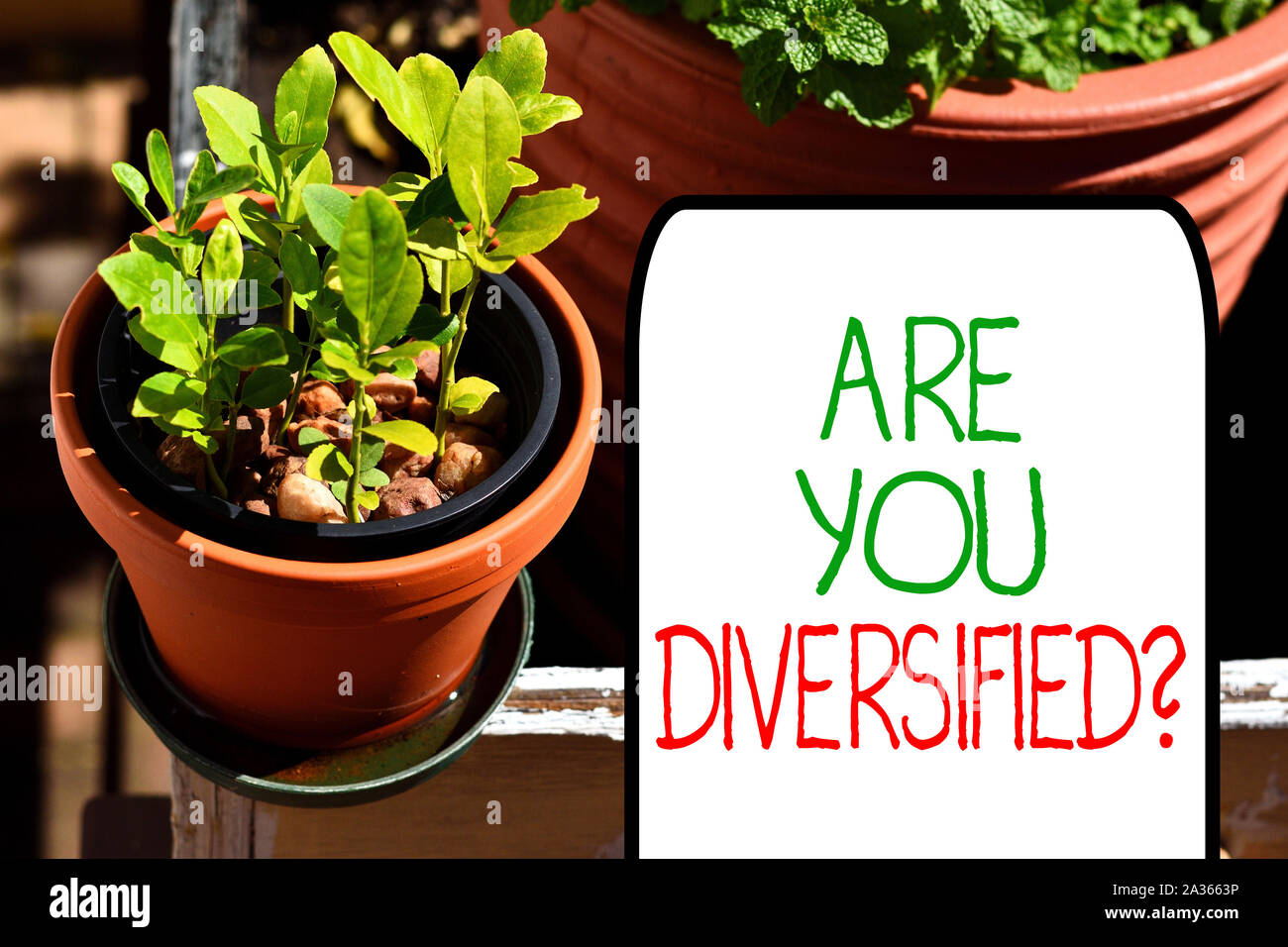 Writing note showing Are You Diversified Question. Business concept for someone who is Different Mixed Multi Faceted Plentiful plants on a small pot p Stock Photo
