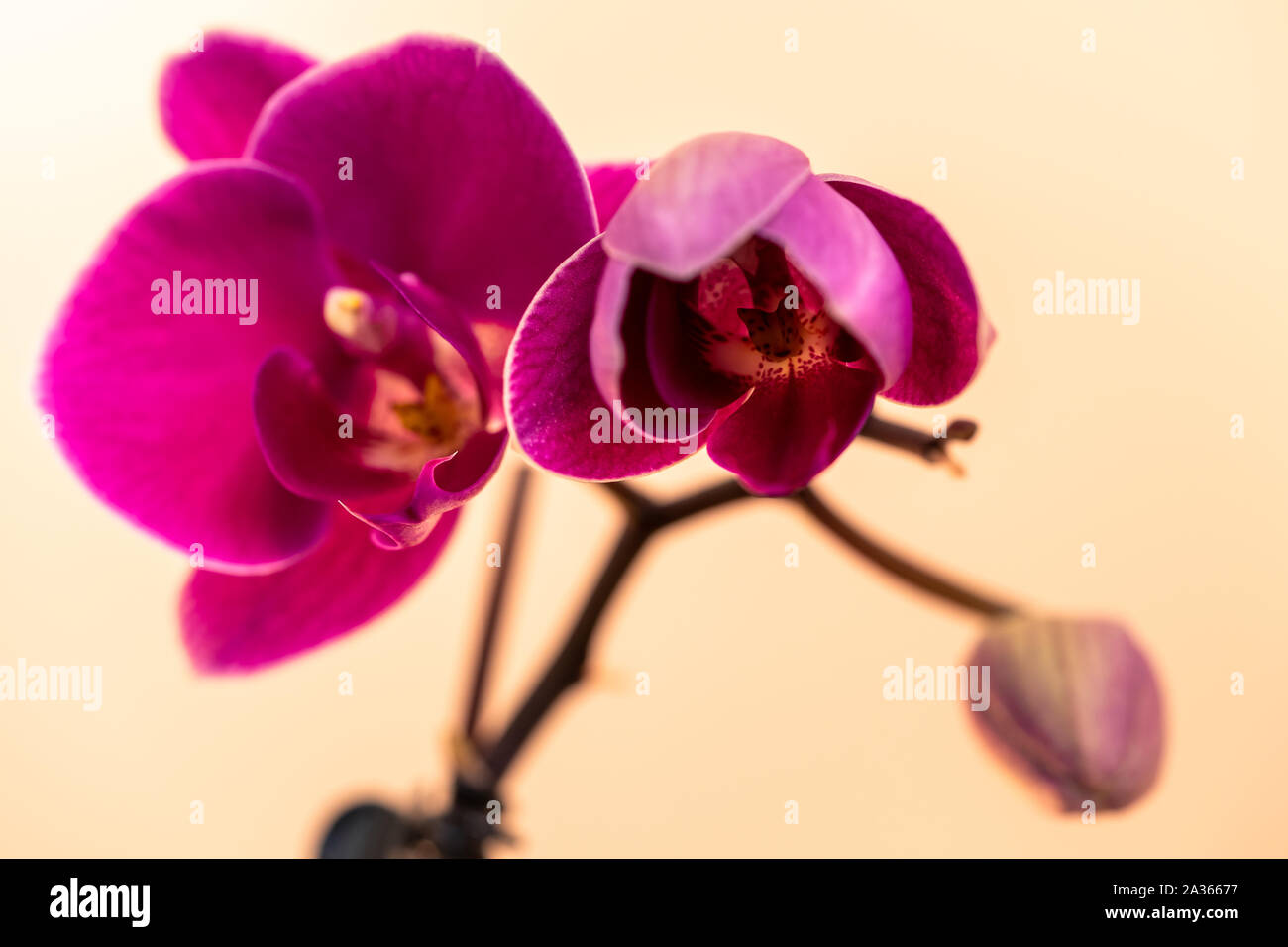 Orchid bud blooming on a cream background Stock Photo