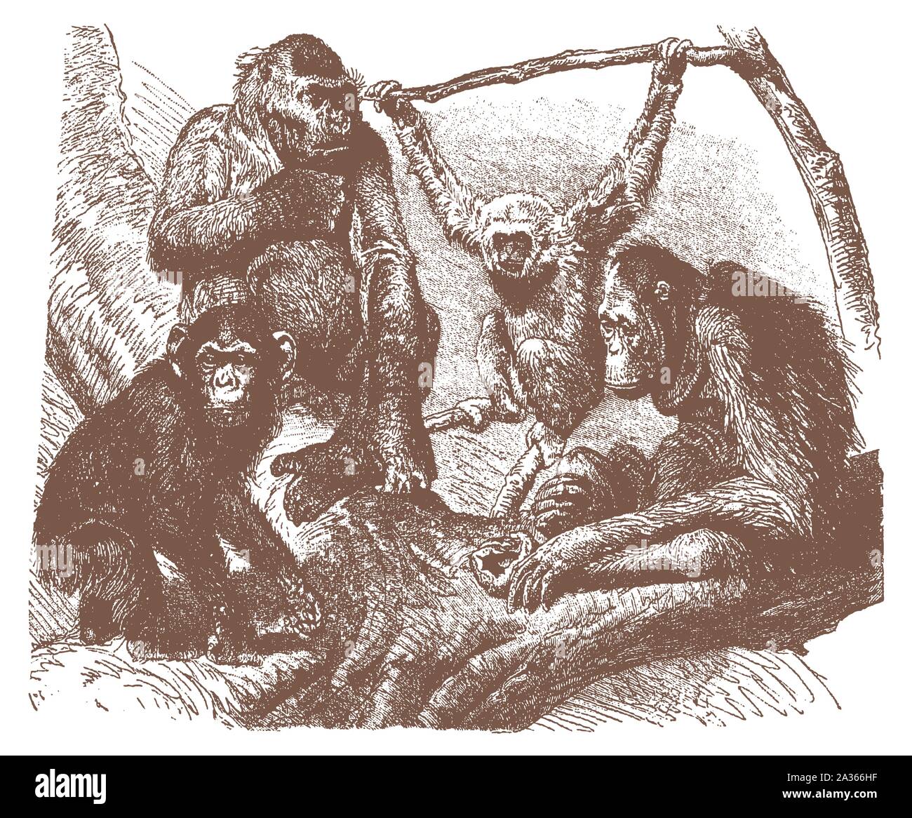 Gorilla, chimpanzee, silver gibbon and orang-utan sitting on a tree. Illustration after a lithography engraving from the early 20th century Stock Vector