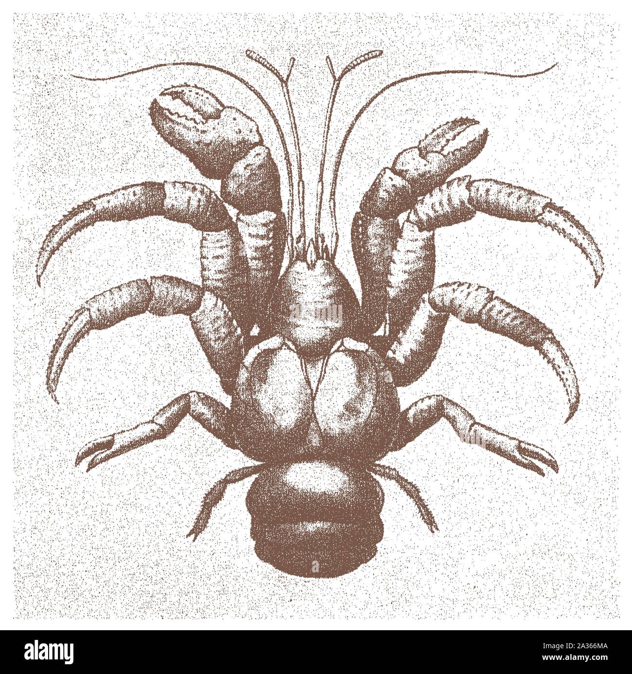 Coconut crab (birgus latro) in top view. Illustration after a historical lithography from the early 20th century Stock Vector