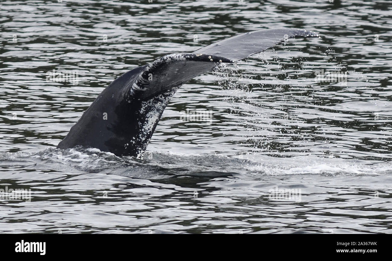 Whale watching british columbia hi-res stock photography and images - Alamy