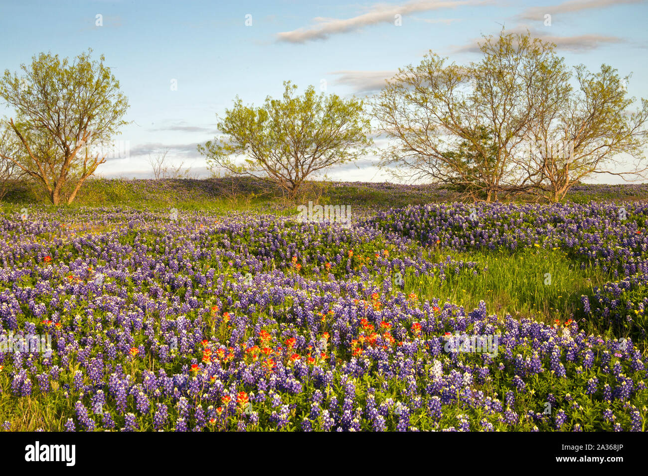 Field of Bluebonnets and Paintbrush, Mach Road, Near Ennis, Texas Stock Photo