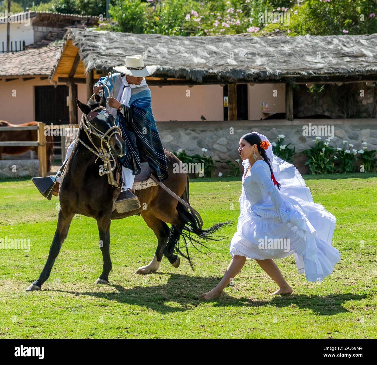 Sacred Valley, Peru - 05/21/2019: Beautiful traditional Peruvian horse ...
