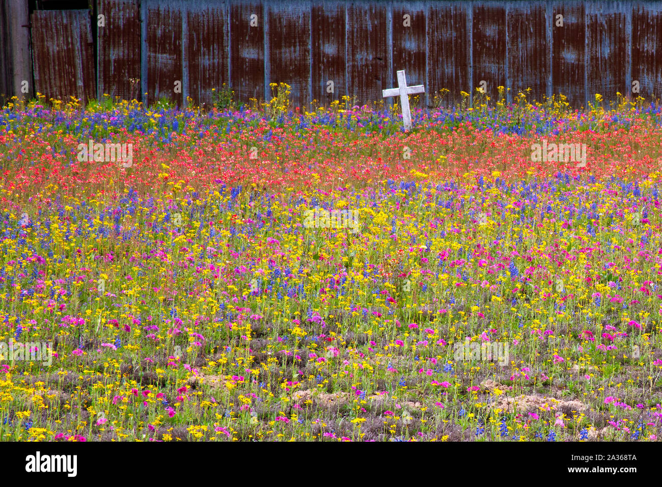 San Antonio Area Springtime Wildflower Blooms, San Antonio,Texas Stock Photo