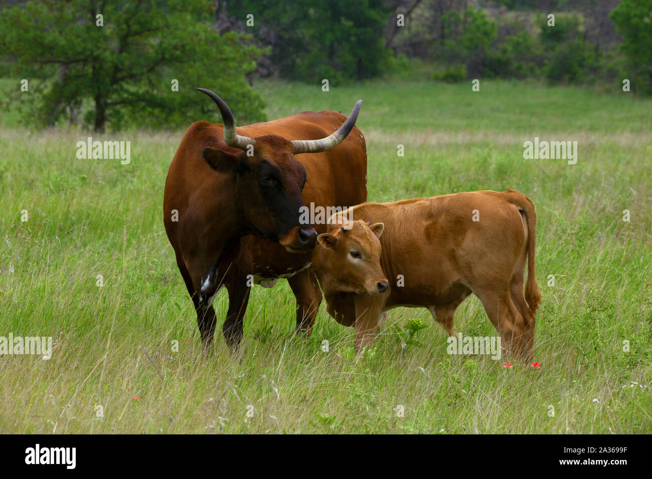 Texas Longhorn Heifer and Calf in the Wichita Mountains Wildlife Refuge, Oklahoma Stock Photo