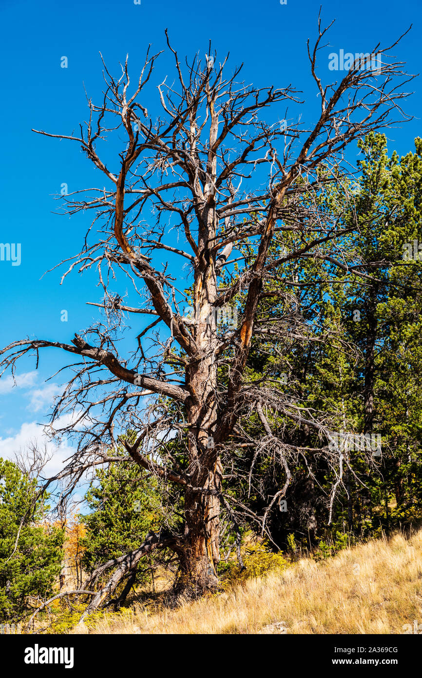 Dead Ponderosa Pine tree; Aspen Ridge; central Colorado; USA Stock Photo
