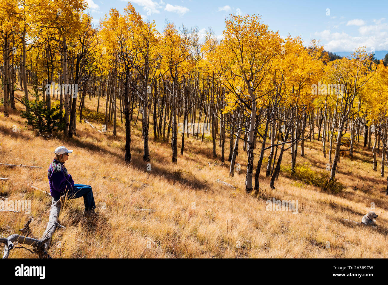 Female hiker & Platinum Golden Retriever dog pausing to enjoy autumn colors; Aspen trees; Aspen Ridge; central Colorado; USA Stock Photo