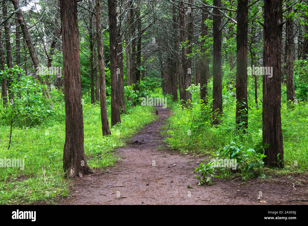 Pathway Through the Understory of Tall Trees Stock Photo