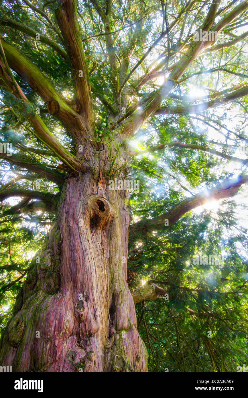 The famous red yew tree in Vilemovice, Czech Republic, is with 2000