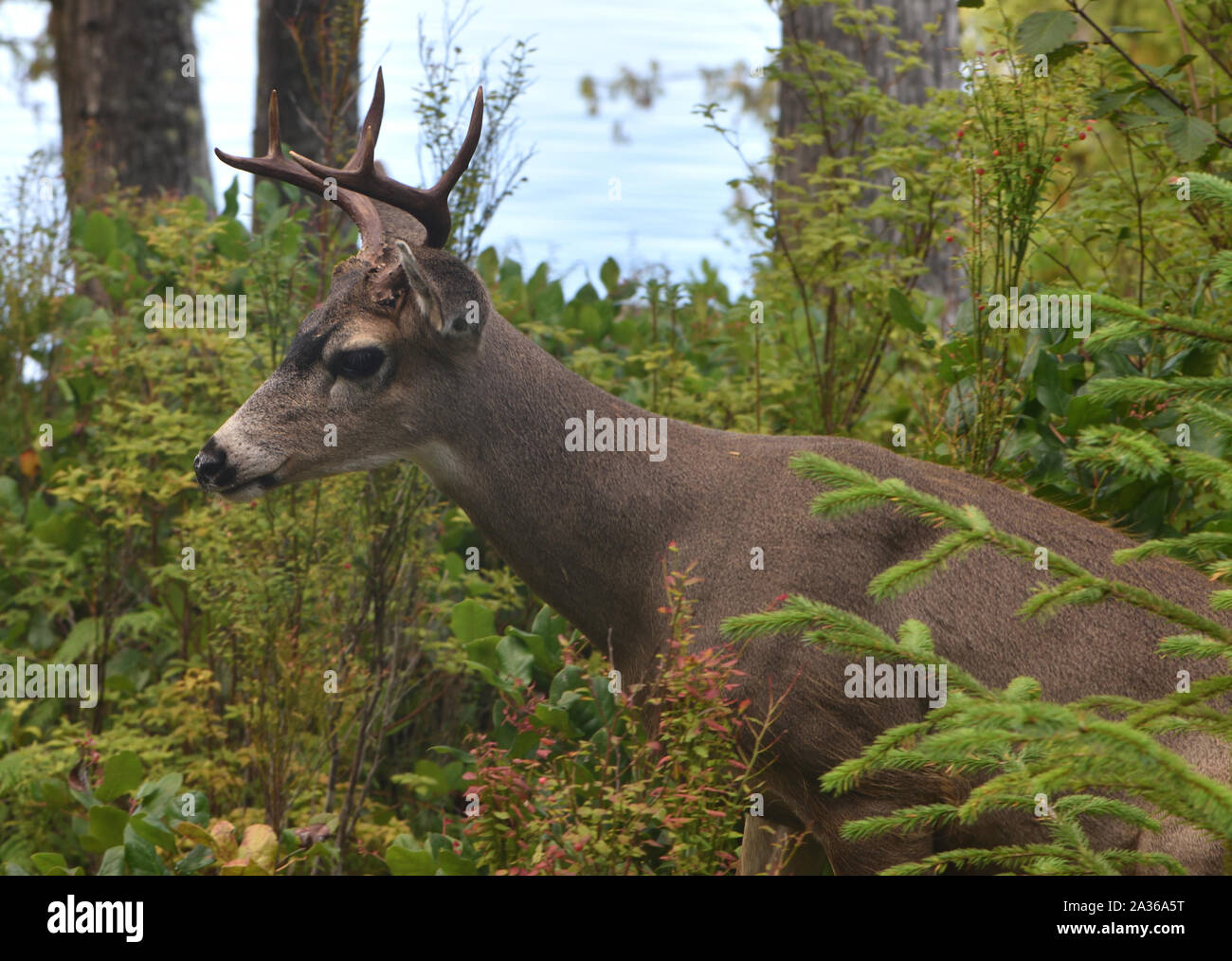 A male white-tailed deer (Odocoileus virginianus) in woodland above Telegraph Cove. Telegraph Cove, British Columbia, Canada. Stock Photo
