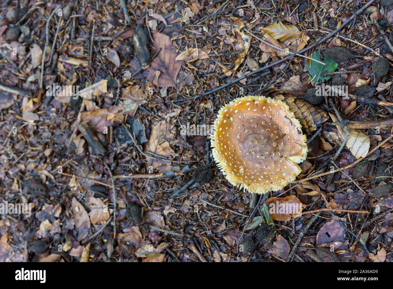 Amanita muscaria - white toadstool in a forest. Shallow depth of field. Stock Photo