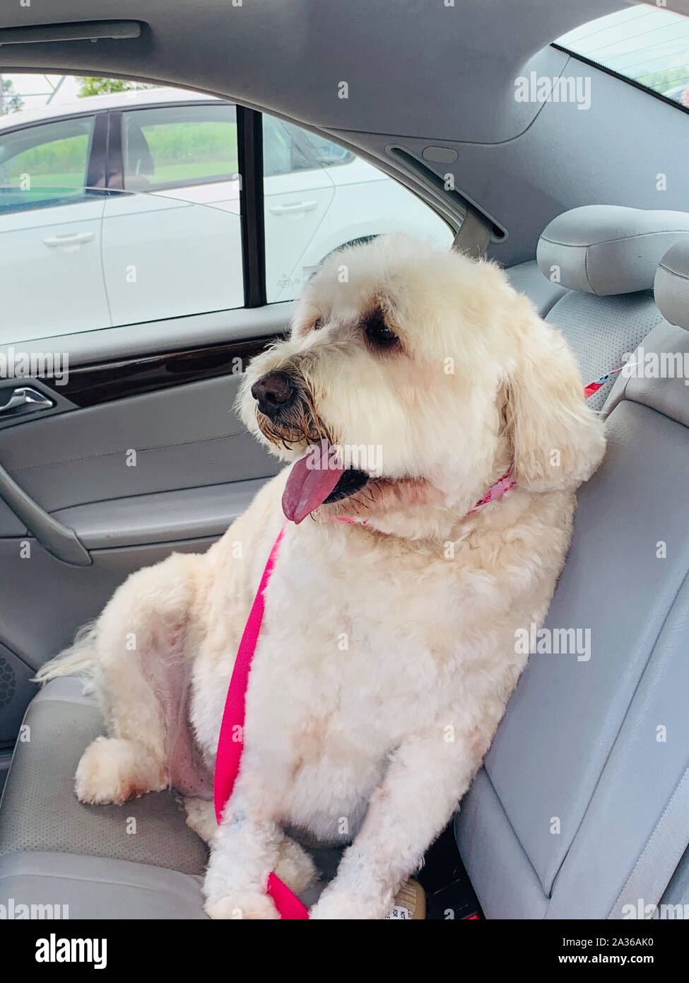 White Golden Doodle sits in back seat of car eager to go home after day of being groomed. Stock Photo