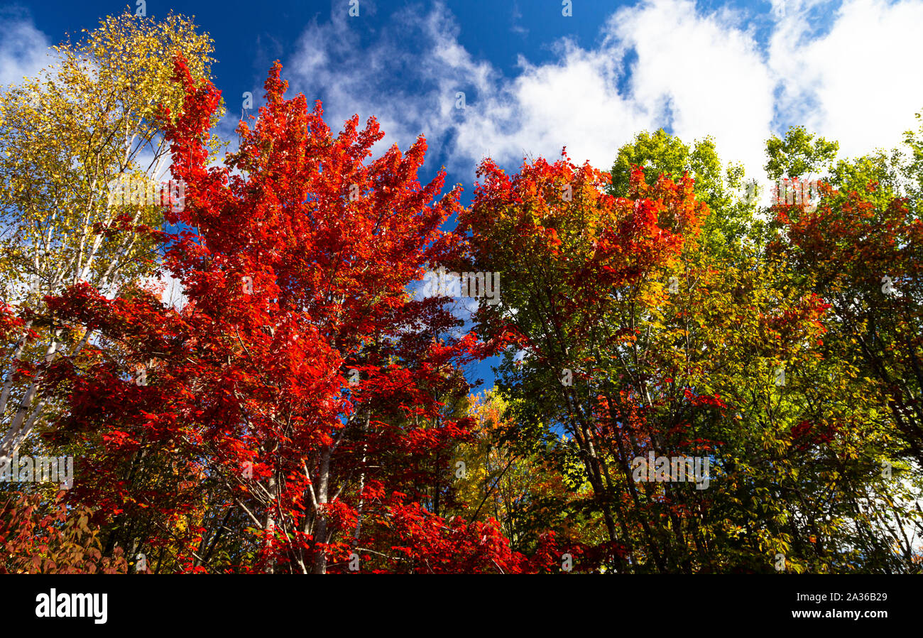 Fall foliage against a brilliant blue sky in Carleton County, New Brunswick in early autumn. Stock Photo