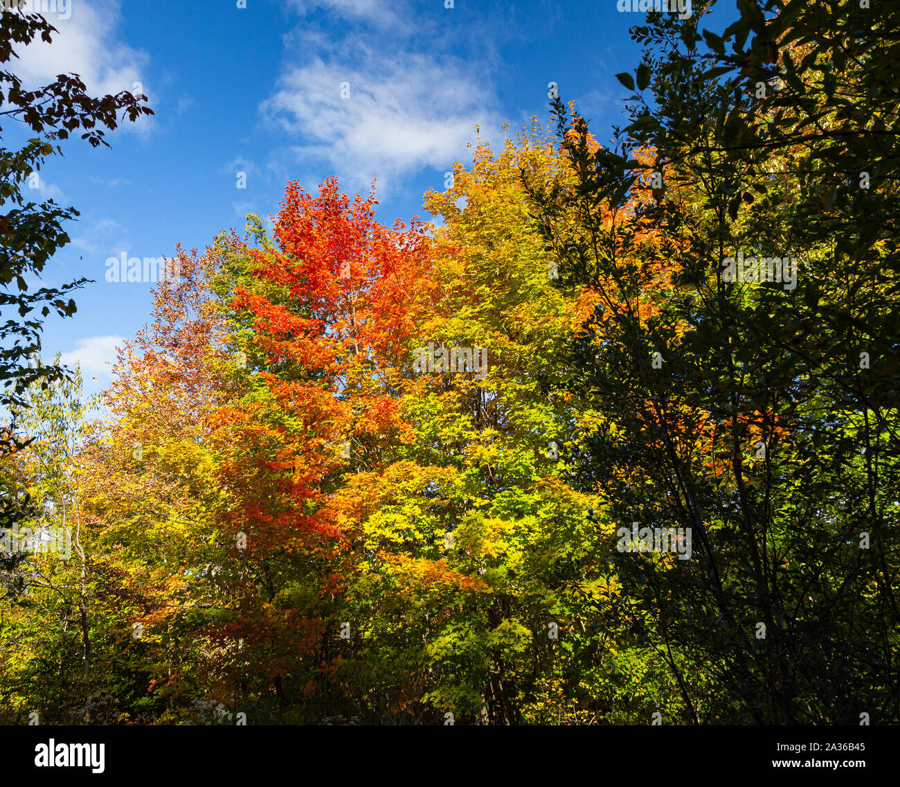 Fall foliage against a brilliant blue sky in Carleton County, New Brunswick in early autumn. Stock Photo