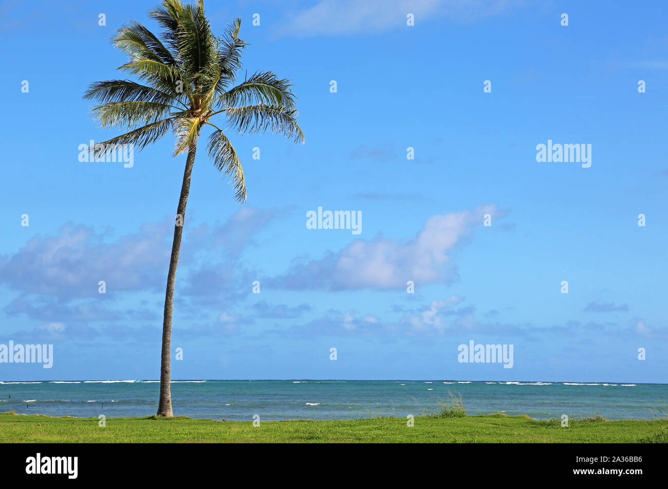 Lonely palm tree on Kualoa Region Oahu, Hawaii Stock Photo Alamy