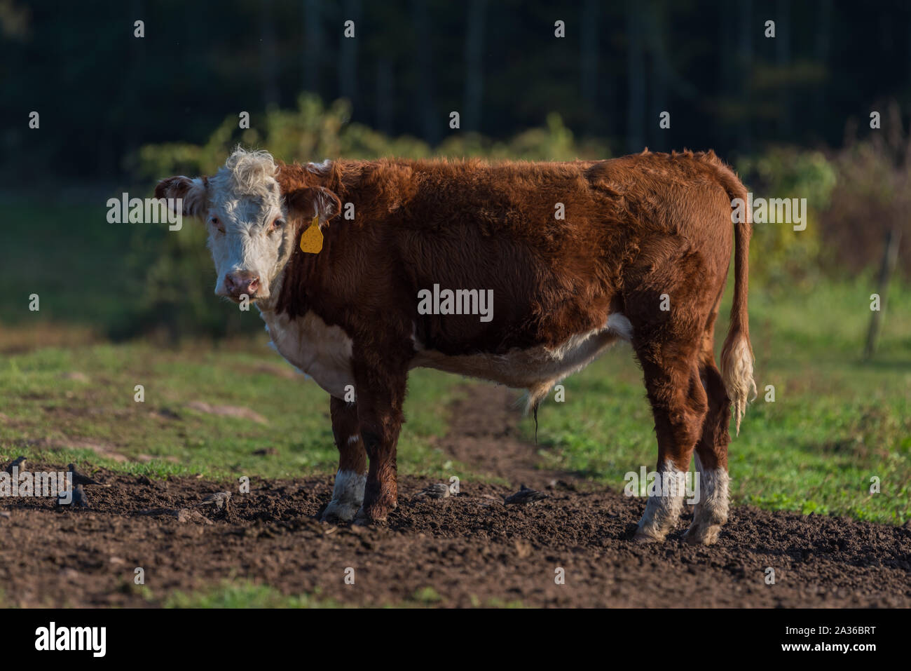 Side view of Hereford cow in field at harvest time in New England, USA Stock Photo