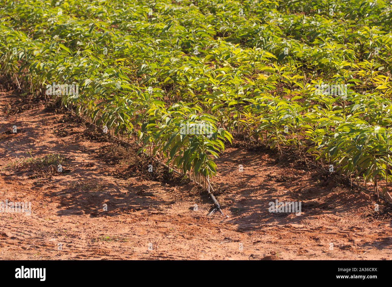 Field dedicated to the growth of persimmon tree seedlings for sale and replanting in other fields Stock Photo