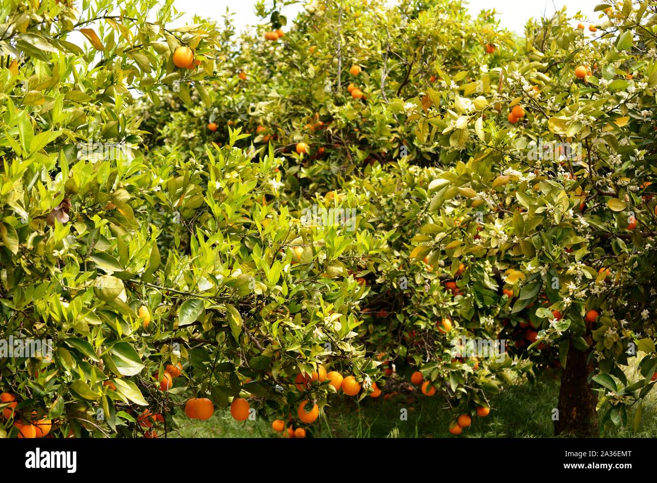 many oranges in an orange trees Stock Photo
