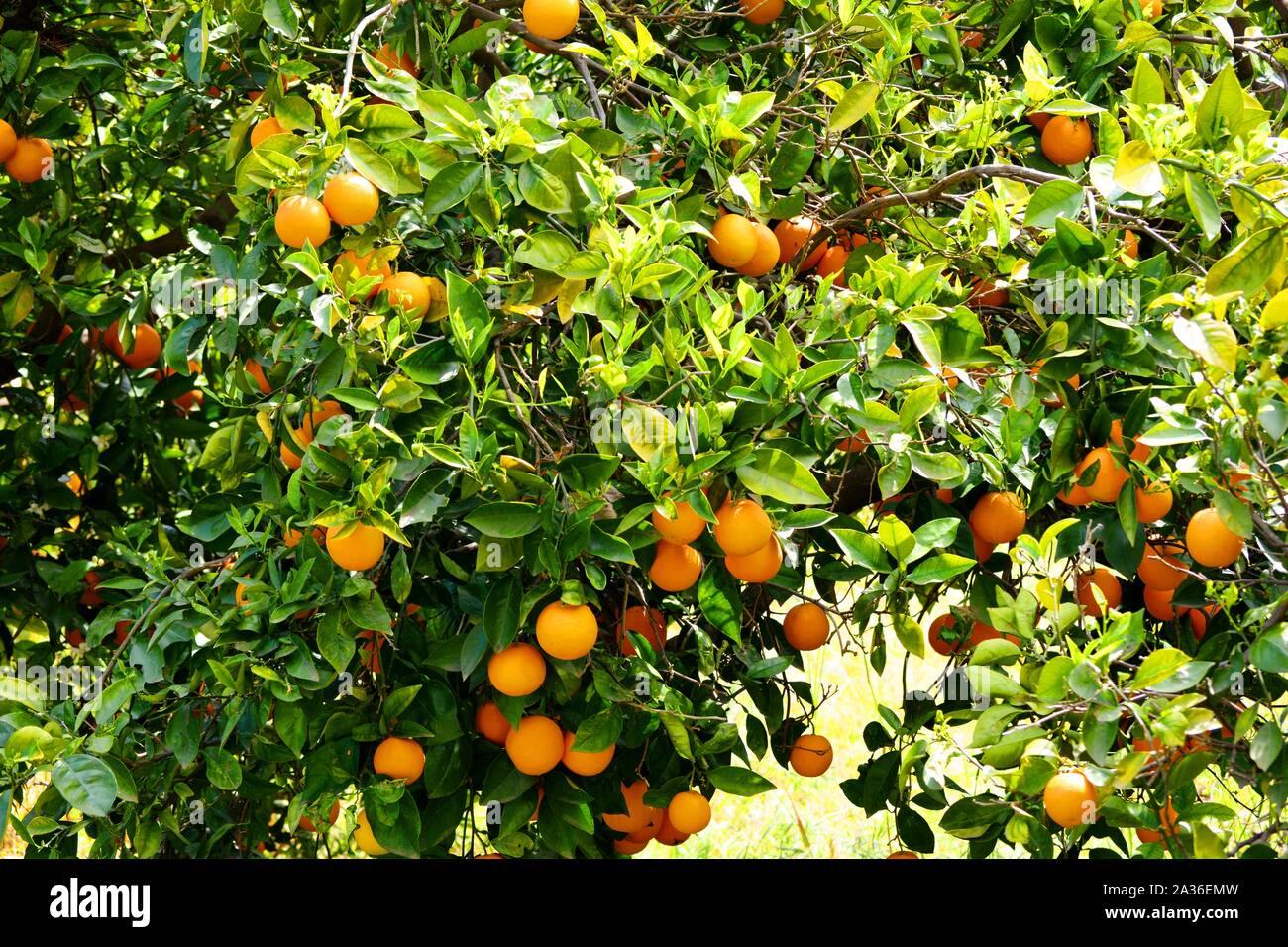 many oranges in an orange trees Stock Photo
