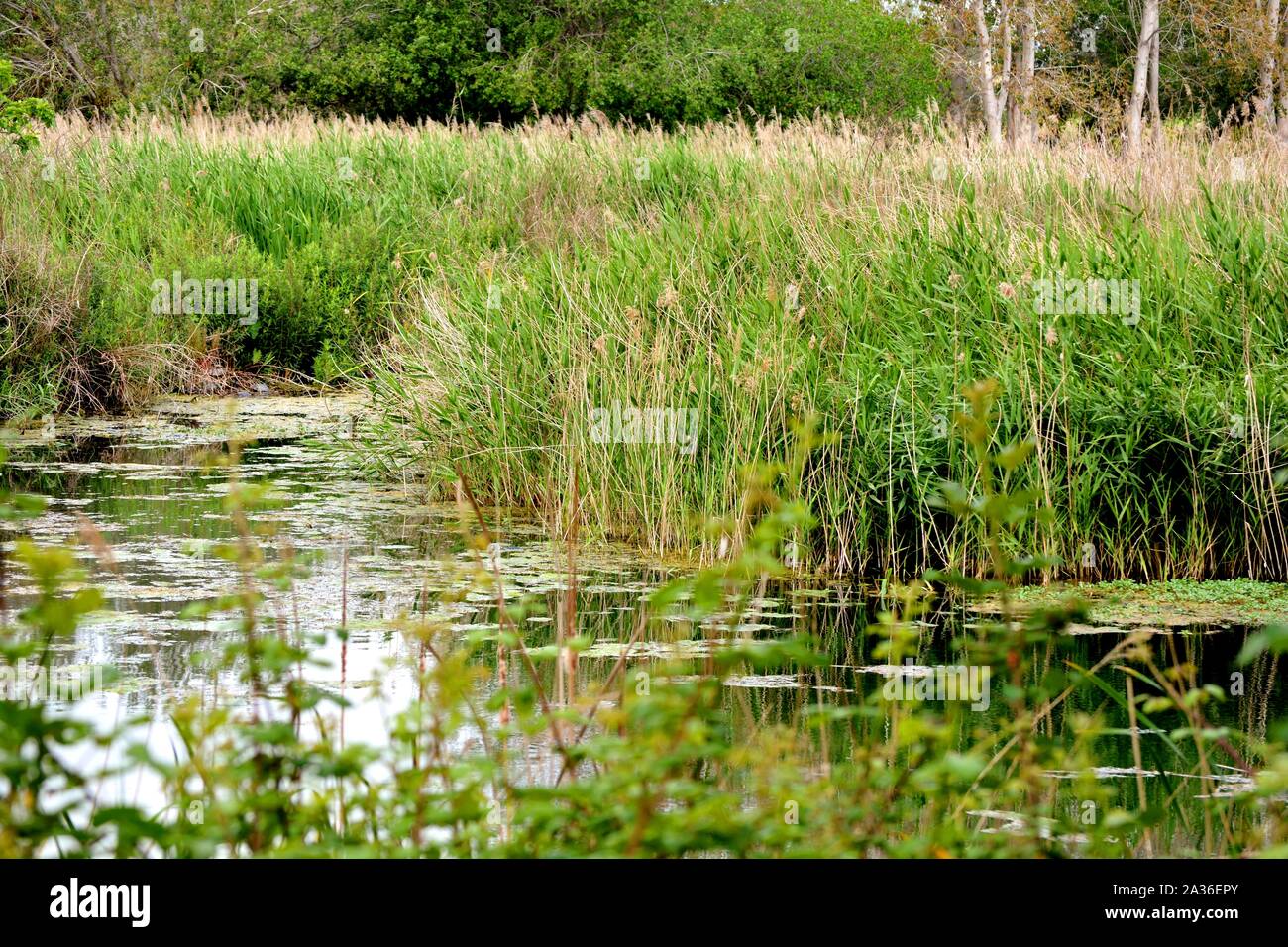 Stagnant water with algae hi-res stock photography and images - Alamy