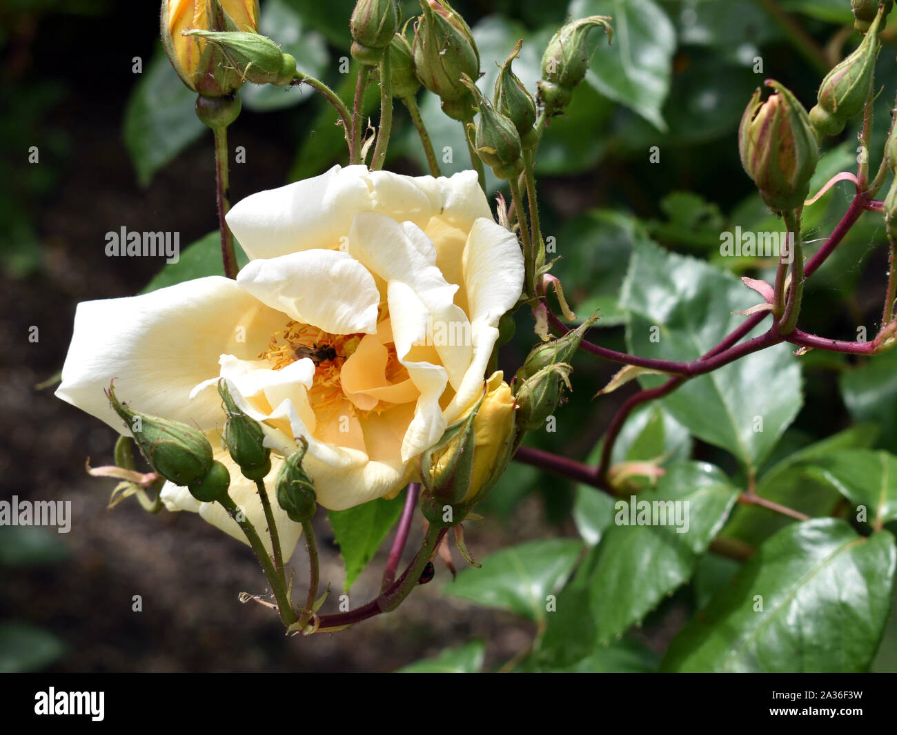 Rose bee lovely hi-res stock photography and images - Alamy