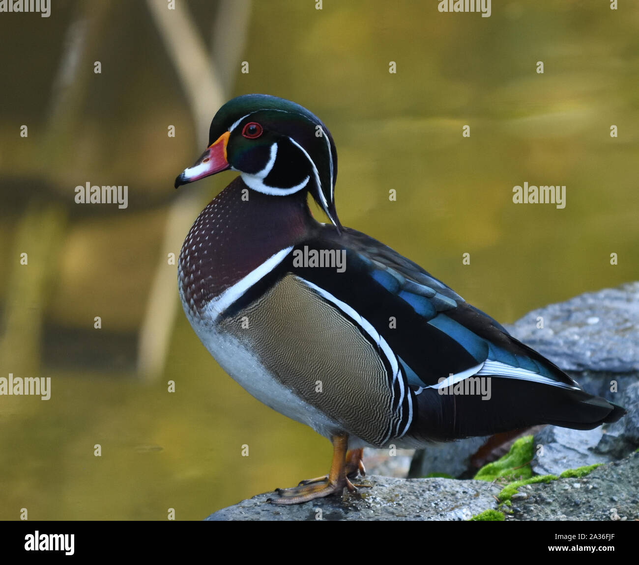 A male wood duck or Carolina duck (Aix sponsa) beside a wooded pool in Stanley Park. Lost Lagoon, Stanley Park, Vancouver, British Columbia, Canada. Stock Photo