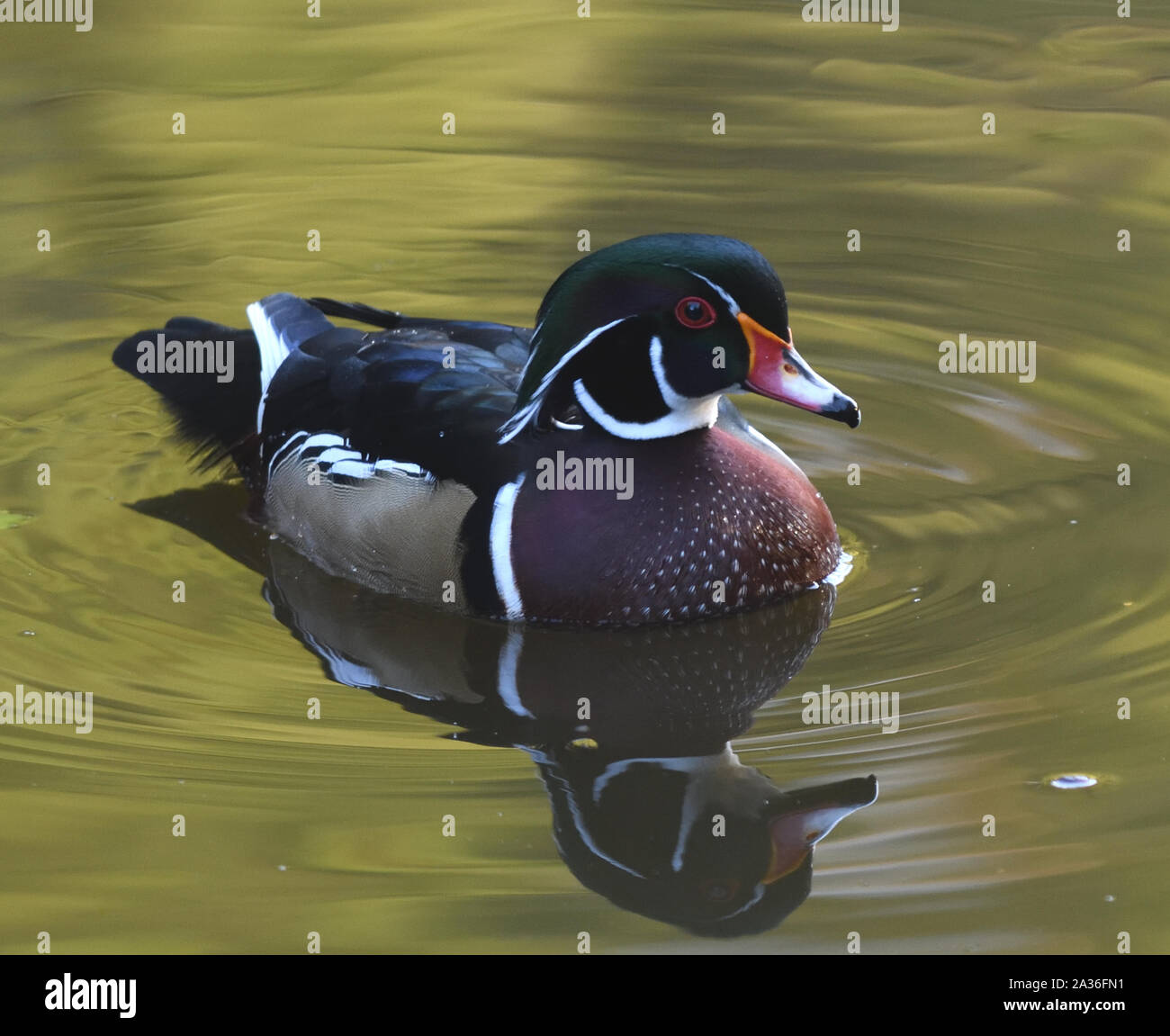 A male wood duck or Carolina duck (Aix sponsa) on a wooded pool in Stanley Park. Lost Lagoon, Stanley Park, Vancouver, British Columbia, Canada. Stock Photo