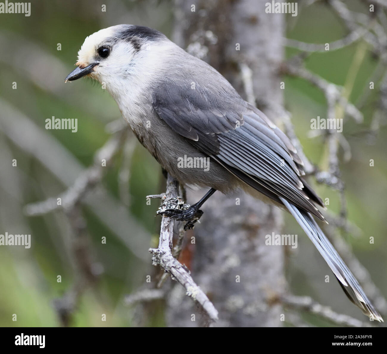 A Gray Jay or Canada jay (Perisoreus canadensis) perches in a tree in the centre of Banff.  Banff, Alberta, Canada, Stock Photo