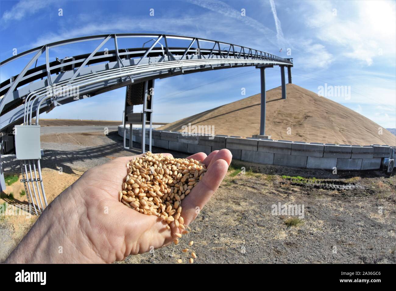Over supply of wheat after tariff battle with China stored on the ground in South Eastern Washington state due to Trumps price war with export taxes Stock Photo