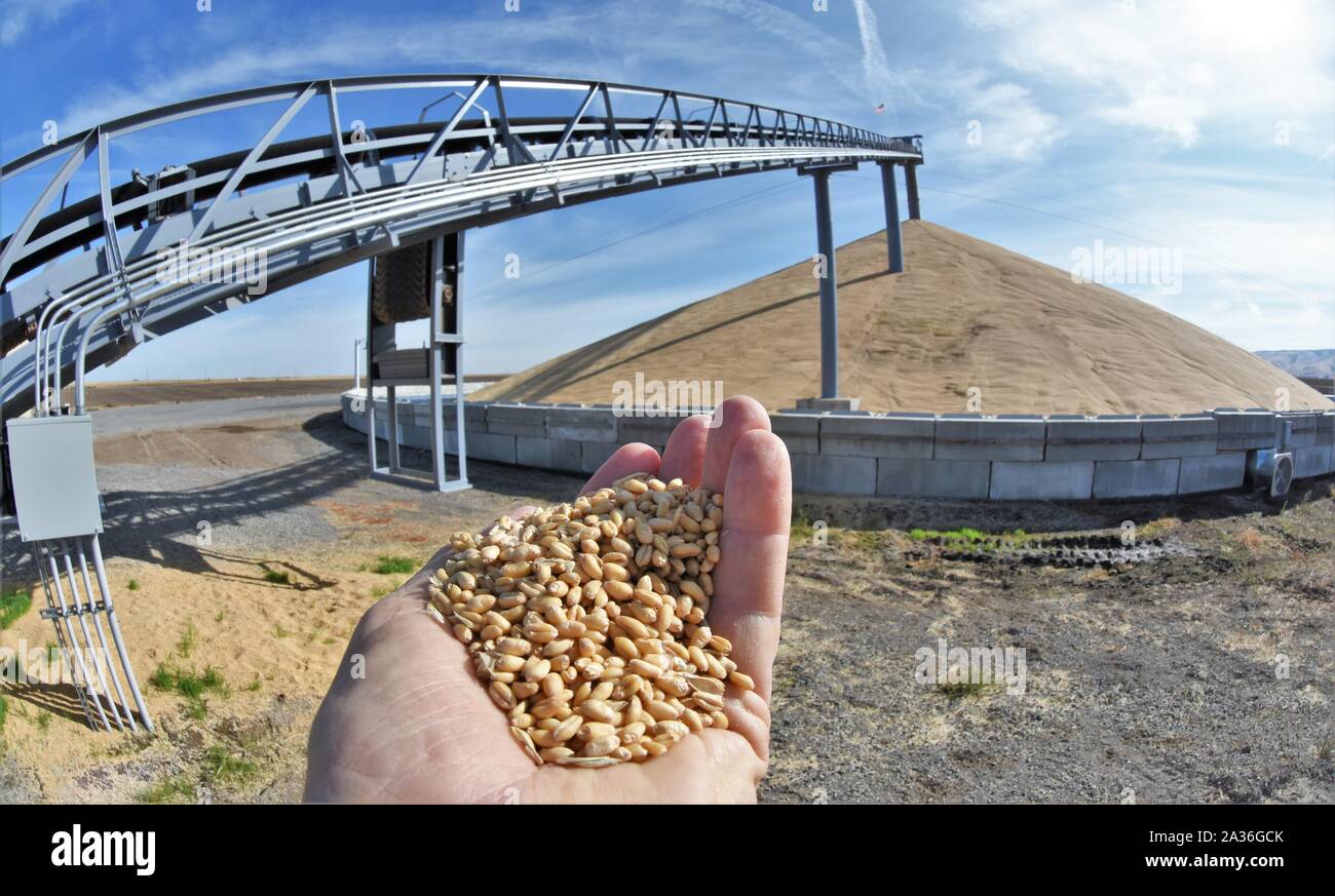 Over supply of wheat after tariff battle with China stored on the ground in South Eastern Washington state due to Trumps price war with export taxes Stock Photo