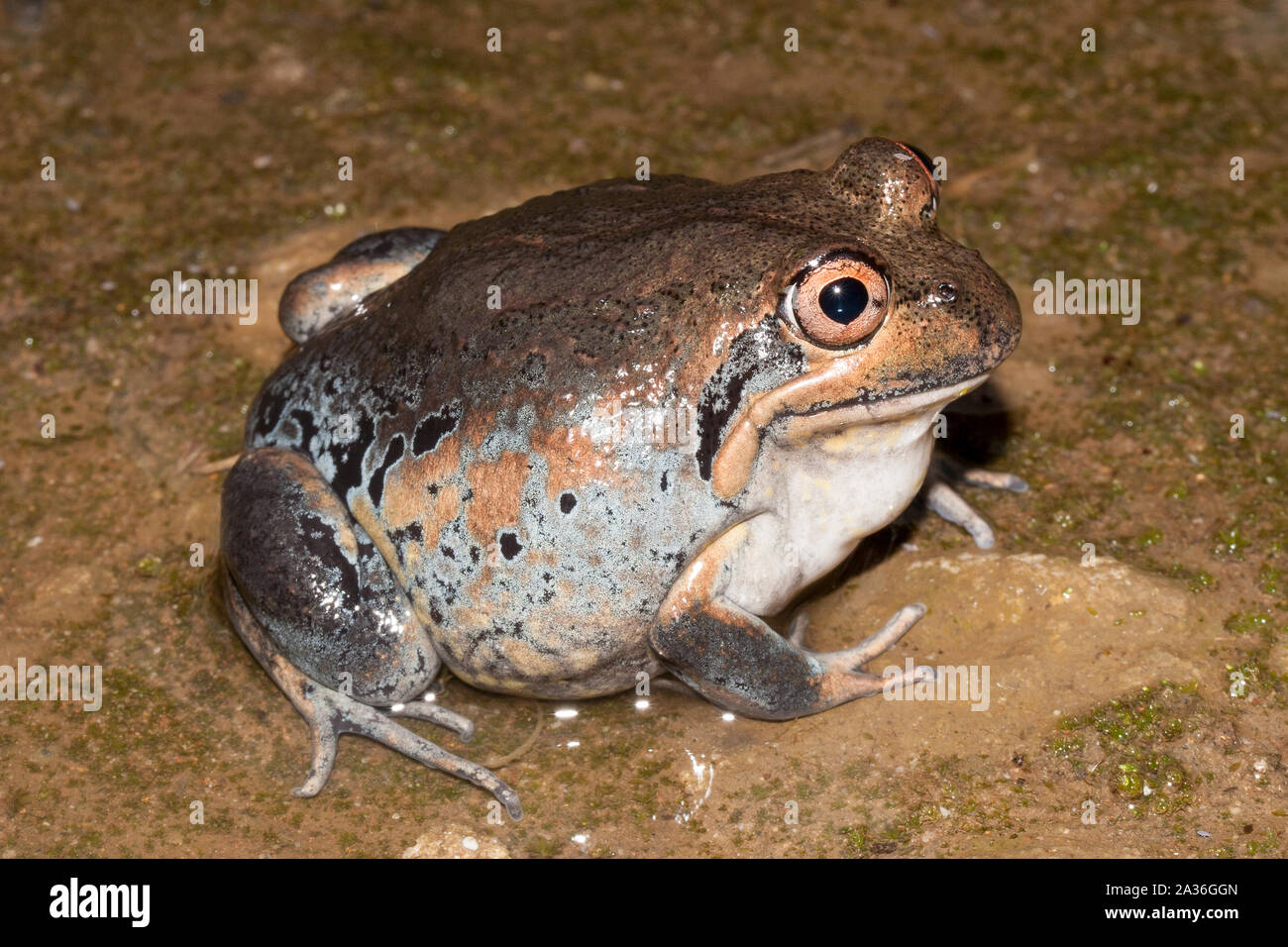 Eastern Banjo Frog Stock Photo Alamy