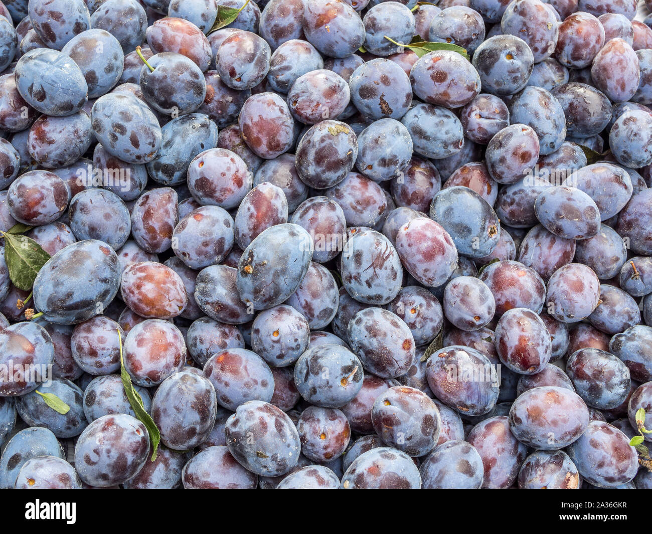 Fresh plums fruits Stock Photo Alamy