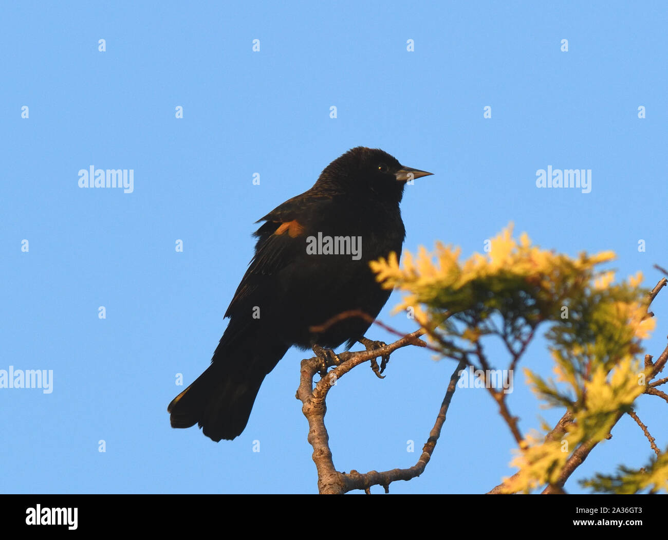 A male red-winged blackbird (Agelaius phoeniceus) perches in a tree. Devonian Harbour Park, Vancouver, British Columbia, Canada. Stock Photo